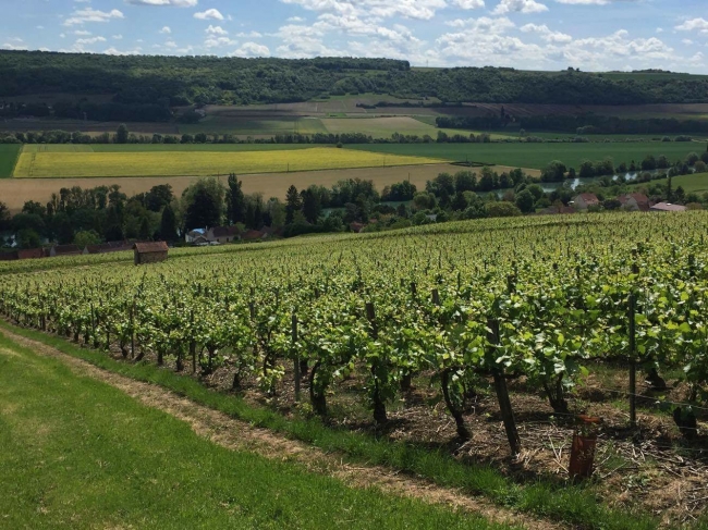 Champagne PAILLETTE - 