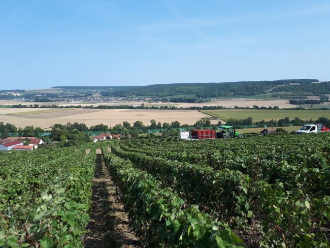 Champagne PAILLETTE - 