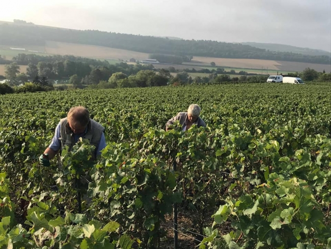 Champagne PAILLETTE - 